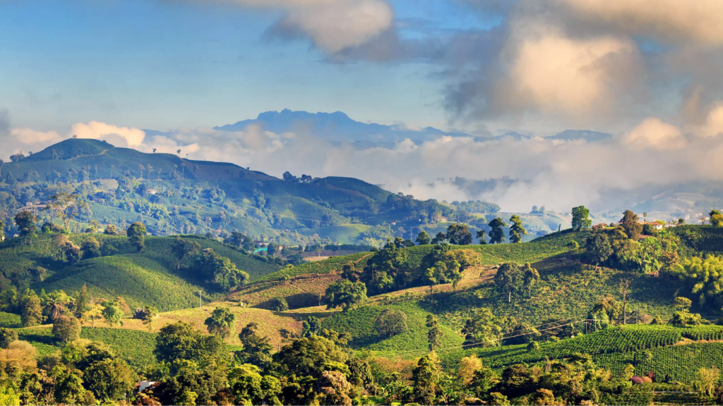 Paisaje cafetero del Eje Cafetero colombiano